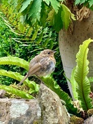 1st Jul 2024 - My pet baby robin (no redbreast yet!) waiting for his lunch