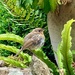 My pet baby robin (no redbreast yet!) waiting for his lunch