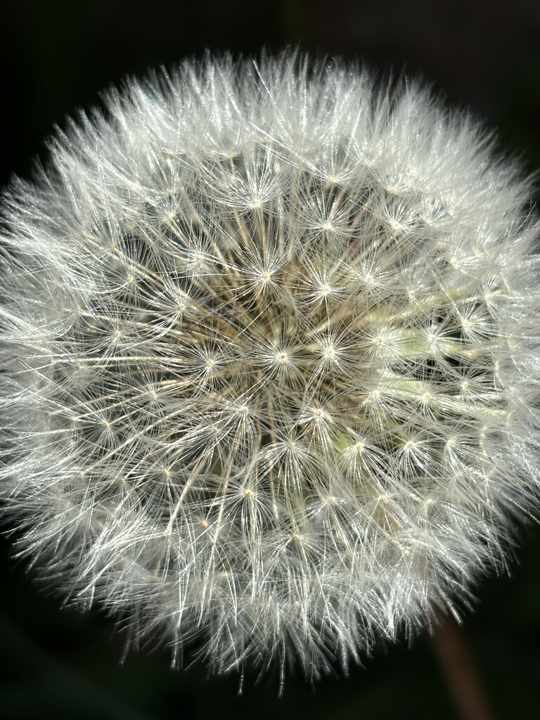 Dandelion close-up by lizgooster