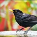 Bobbie Blackbird today by rosiekind