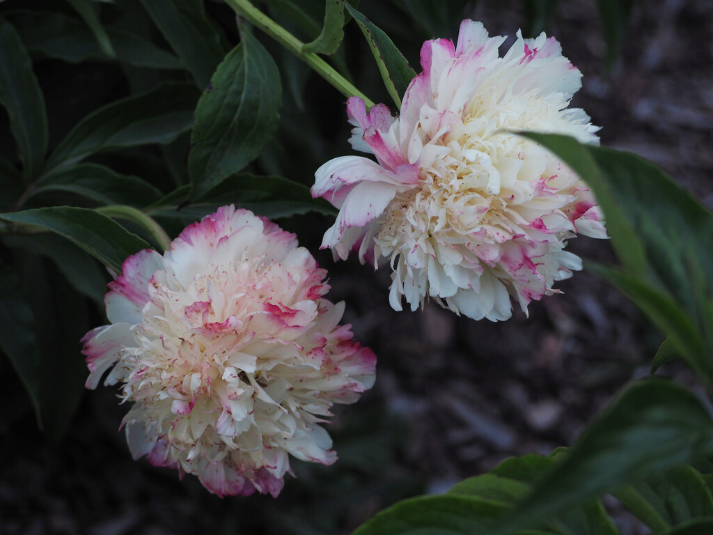 Peonies at Dusk by houser934