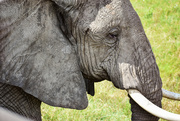 1st Jul 2024 - Do male and female elephants stay together?