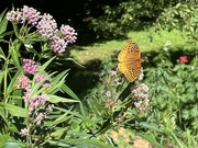 1st Jul 2024 - Great Spangled Fritillery Again