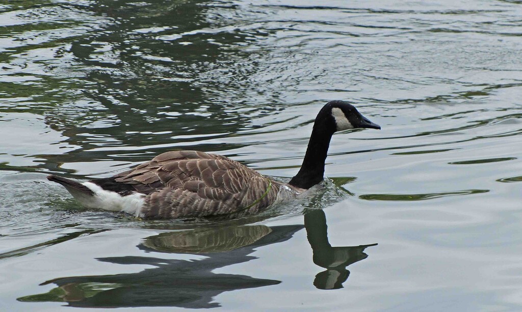 Canada Goose by arkensiel