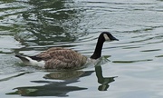1st Jul 2024 - Canada Goose