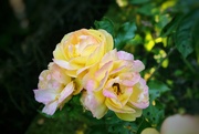 1st Jul 2024 - Roses