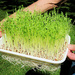 Spotted Pea Microgreens