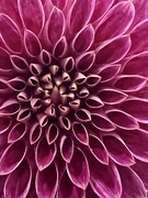 28th Jun 2024 - Dahlia 