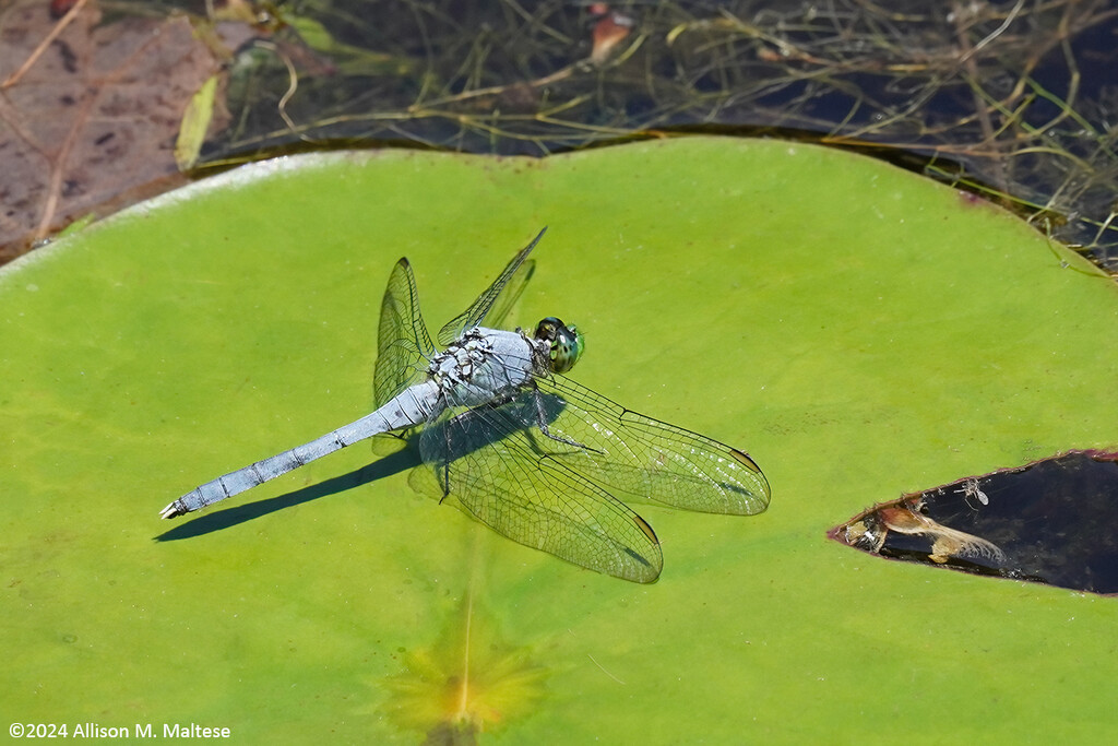 Great Blue Skimmer Dragonfly by falcon11