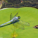 Great Blue Skimmer Dragonfly by falcon11