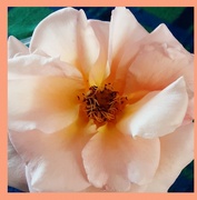 1st Jul 2024 - Peach rose.