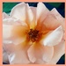 Peach rose.