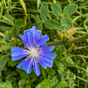 30th Jun 2024 - Chickory Flower