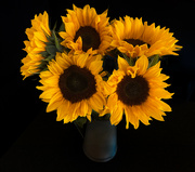 29th Jun 2024 - Common Sunflowers