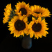 Common Sunflowers by tonus