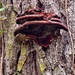 Fungus by shutterbug49