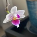 6 30 Brenda's Orchid bloom