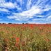 That Poppy Field by carole_sandford