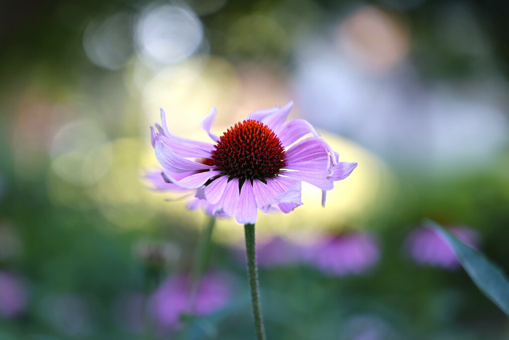 Coneflower in the Morning by lynnz