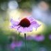 Coneflower in the Morning by lynnz