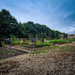 July's allotment pic by andyharrisonphotos