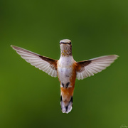 29th Jun 2024 - Rufous Face Off 