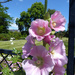 Pink Hollyhock, Tessier Gardens, Babbacombe, Devon, UK