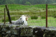 1st Jul 2024 - a sheep