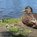 Tame Duck by aydyn