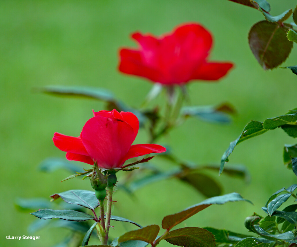 July red rose by larrysphotos