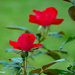 July red rose