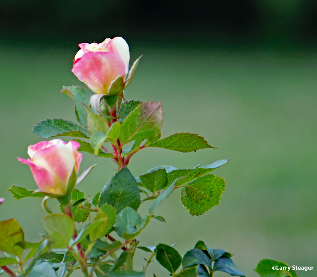 Summer roses by larrysphotos