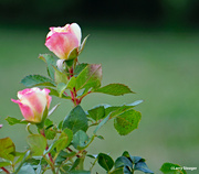 1st Jul 2024 - Summer roses