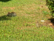 1st Jul 2024 - Mother and Baby Rabbits 