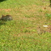Mother and Baby Rabbits 