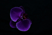 1st Jul 2024 - low key orchid
