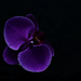 low key orchid by summerfield