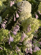 1st Jul 2024 - Hostas and Viburnum 