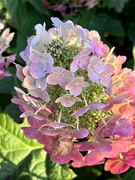 26th Jun 2024 - Oak leaf Hydrangea 