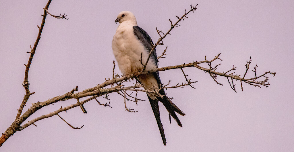 Swallow Tail Kite! by rickster549