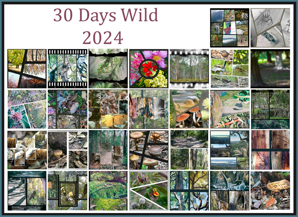30 Days Wild Month by annied