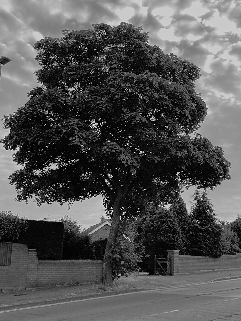 Eakring Road Tree July 1 by allsop