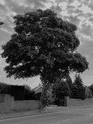 1st Jul 2024 - Eakring Road Tree July 1
