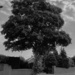 Eakring Road Tree July 1 by allsop