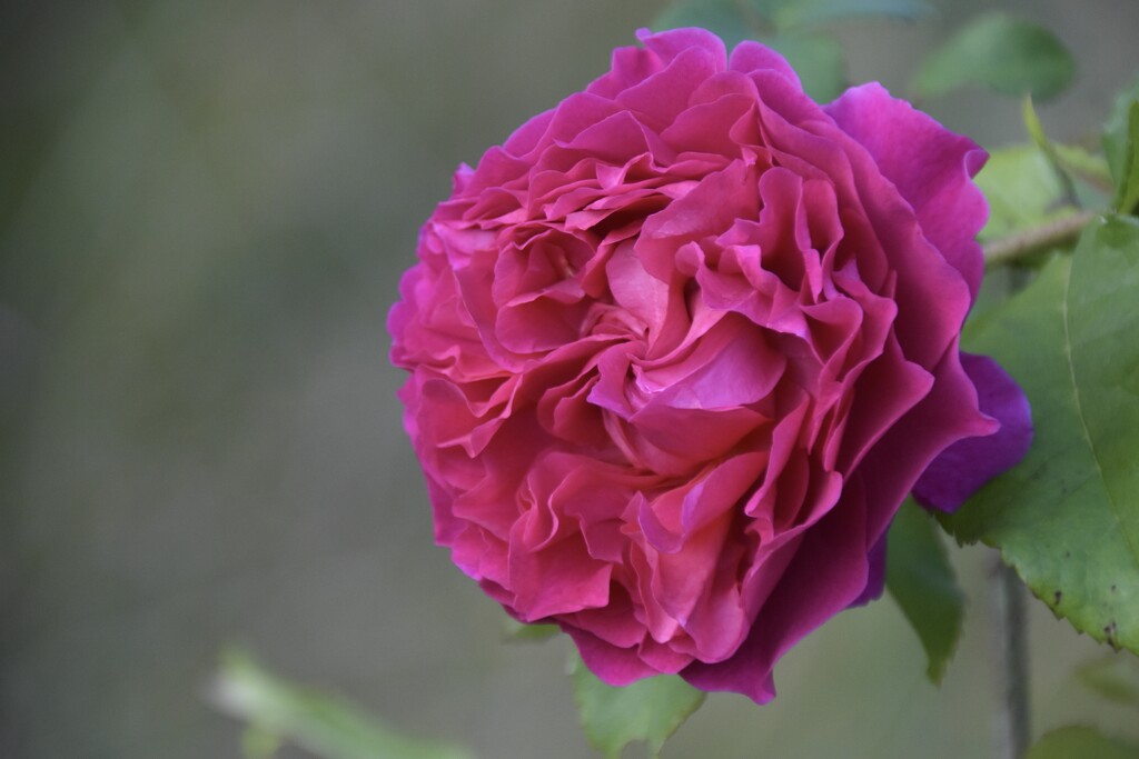 Rose by casablanca