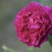 Rose by casablanca