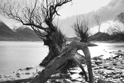 30th Jun 2024 - Glenorchy Trees