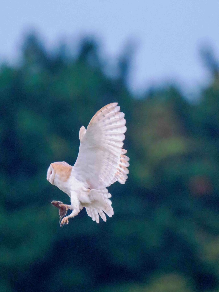 Barn Owl  by padlock