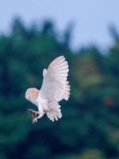 30th Jun 2024 - Barn Owl 