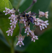 1st Jul 2024 - Bumble bee on milkweed